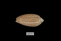 藏品(窗格筆螺)的圖片